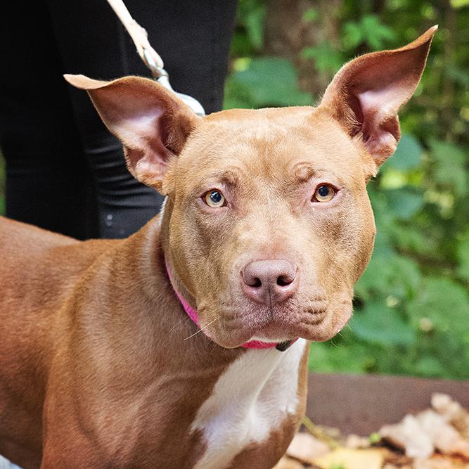 Enlarge Marjorie, a Adoptable Mixed Breed in Adrian, MI image 4/6