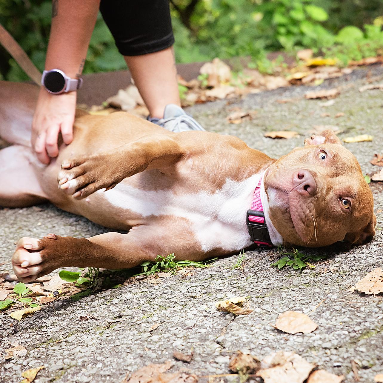 Enlarge Marjorie, a Adoptable Mixed Breed in Adrian, MI image 5/6