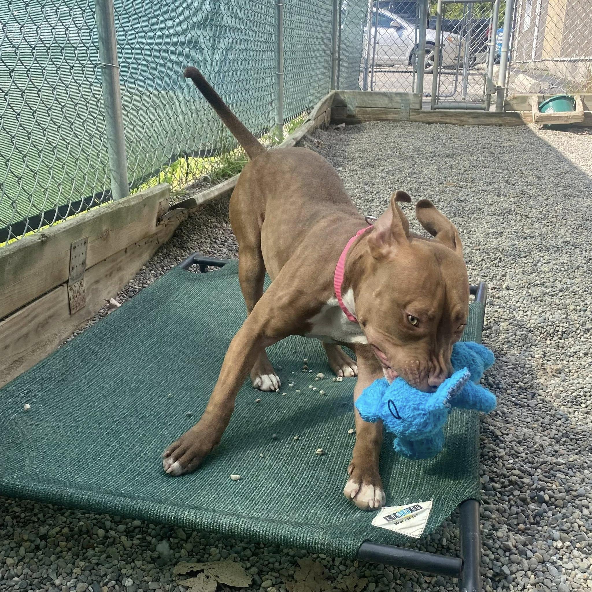 Enlarge Marjorie, a Adoptable Mixed Breed in Adrian, MI image 6/6