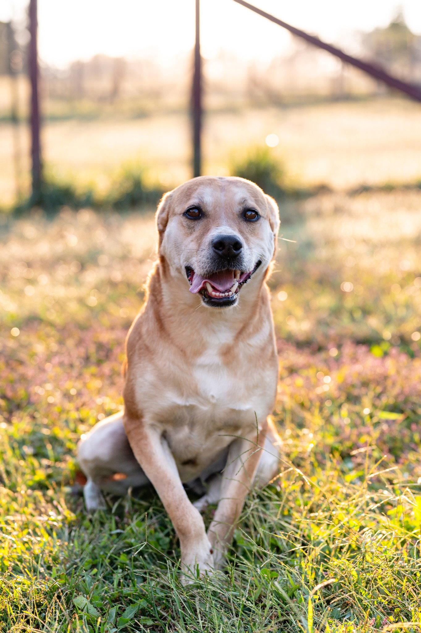 Enlarge Sophie, a Adoptable Hound in Poland, IN image 2/2