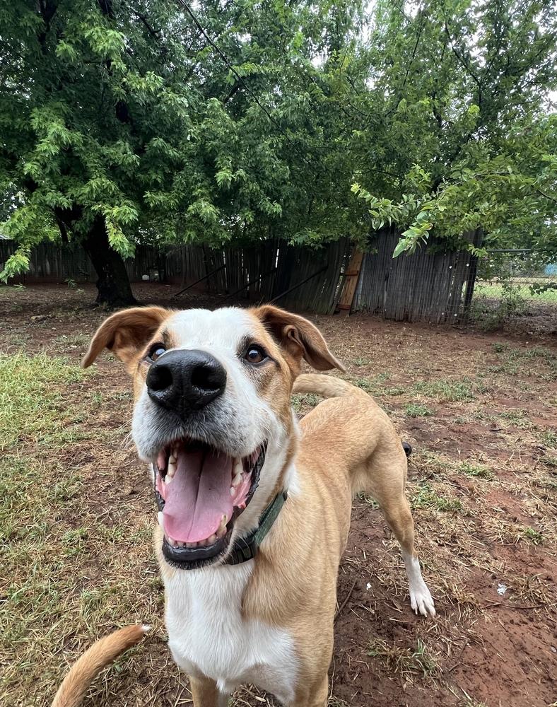 Pluto, Adoptable, Young Male Anatolian Shepherd & Australian Cattle Dog / Blue Heeler.