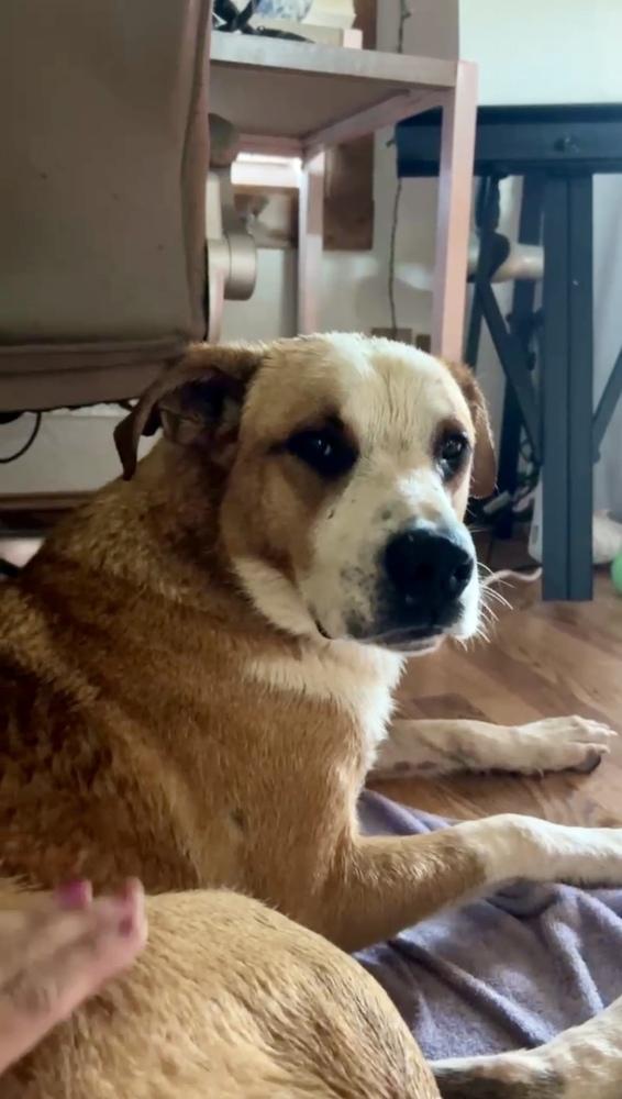 Enlarge Pluto, a Adoptable mixed breed in Shawnee, OK image 2/6