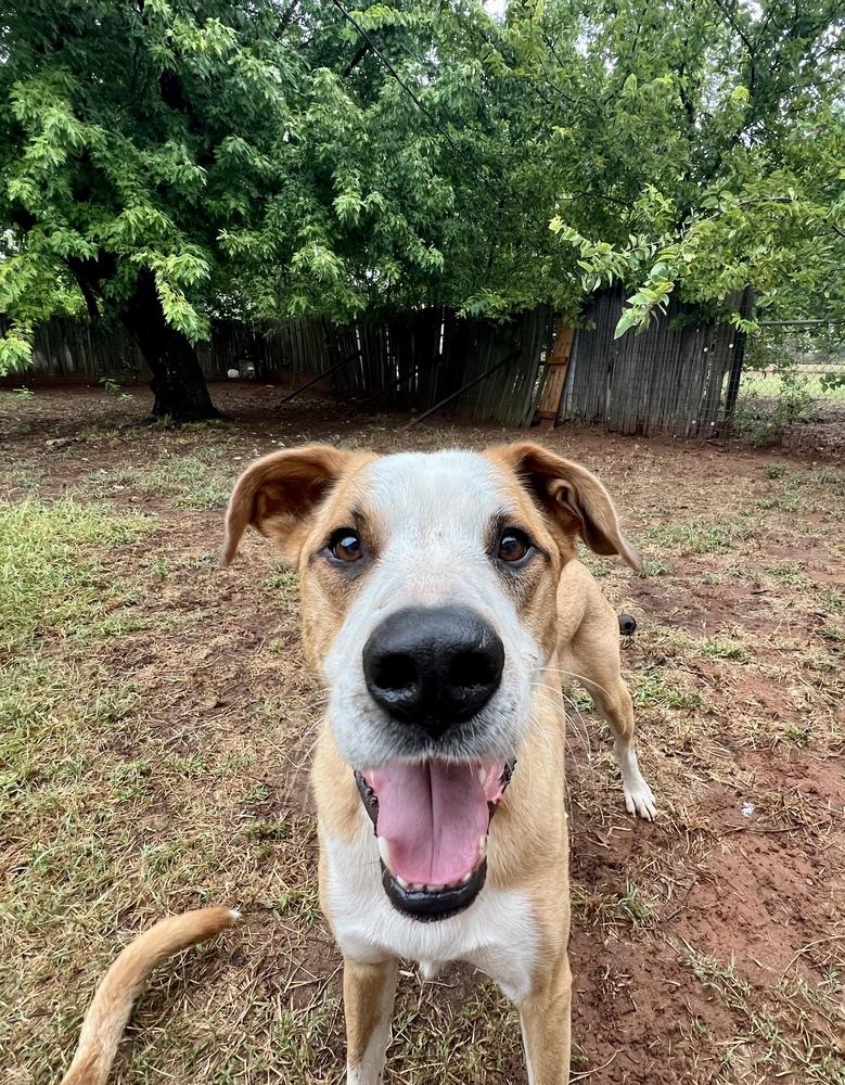 Enlarge Pluto, a Adoptable mixed breed in Shawnee, OK image 3/6