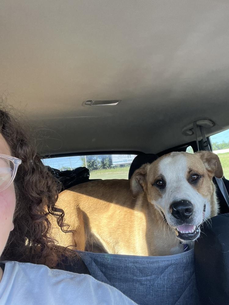 Enlarge Pluto, a Adoptable mixed breed in Shawnee, OK image 4/6