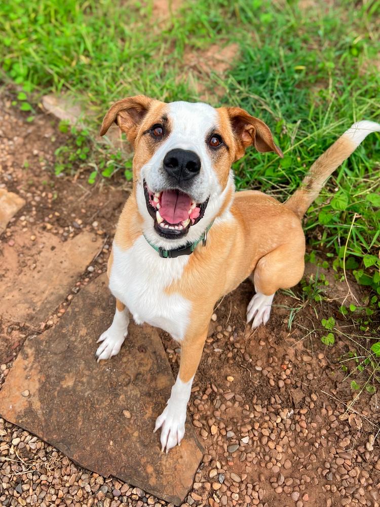 Enlarge Pluto, a Adoptable mixed breed in Shawnee, OK image 5/6
