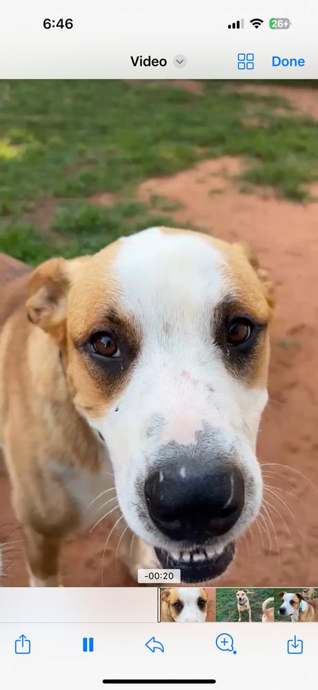 Enlarge Pluto, a Adoptable mixed breed in Shawnee, OK image 6/6