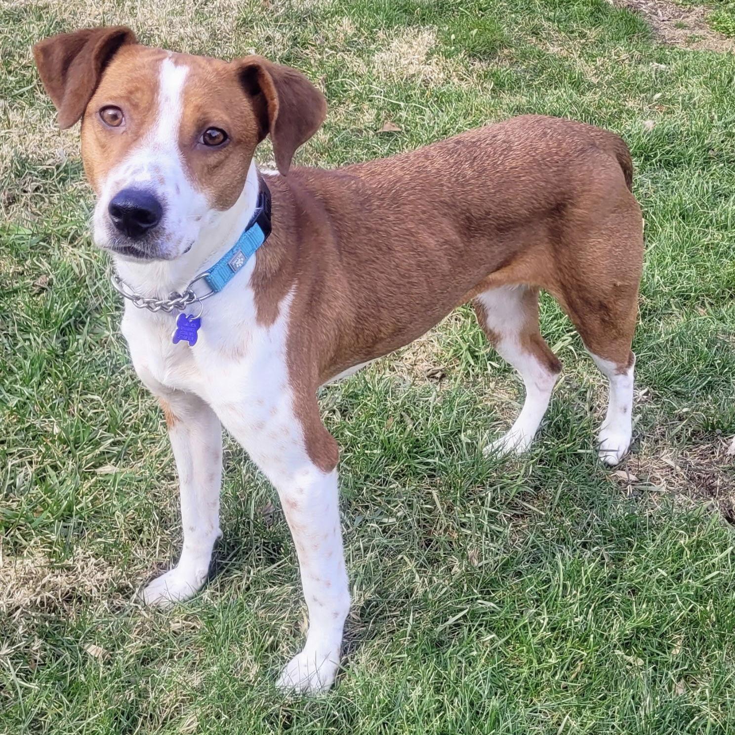 Cupcake 2026, Adoptable, Young Female Beagle.