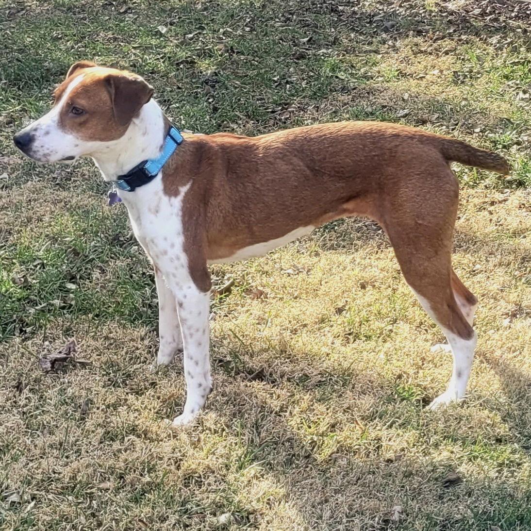 Cupcake 2026, a Adoptable Beagle in Norwood, OH image 2/3