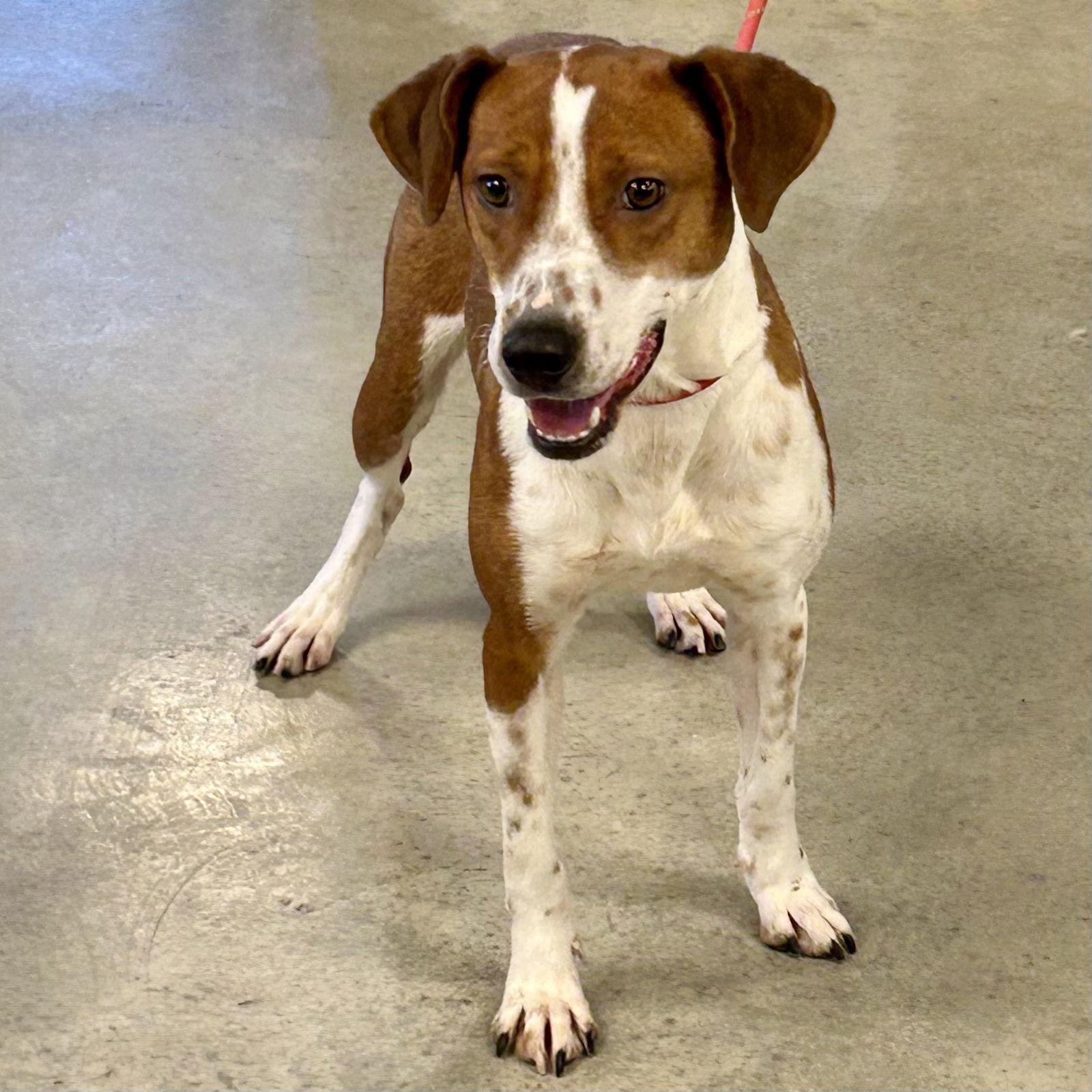 Cupcake 2026, a Adoptable Beagle in Norwood, OH image 3/3