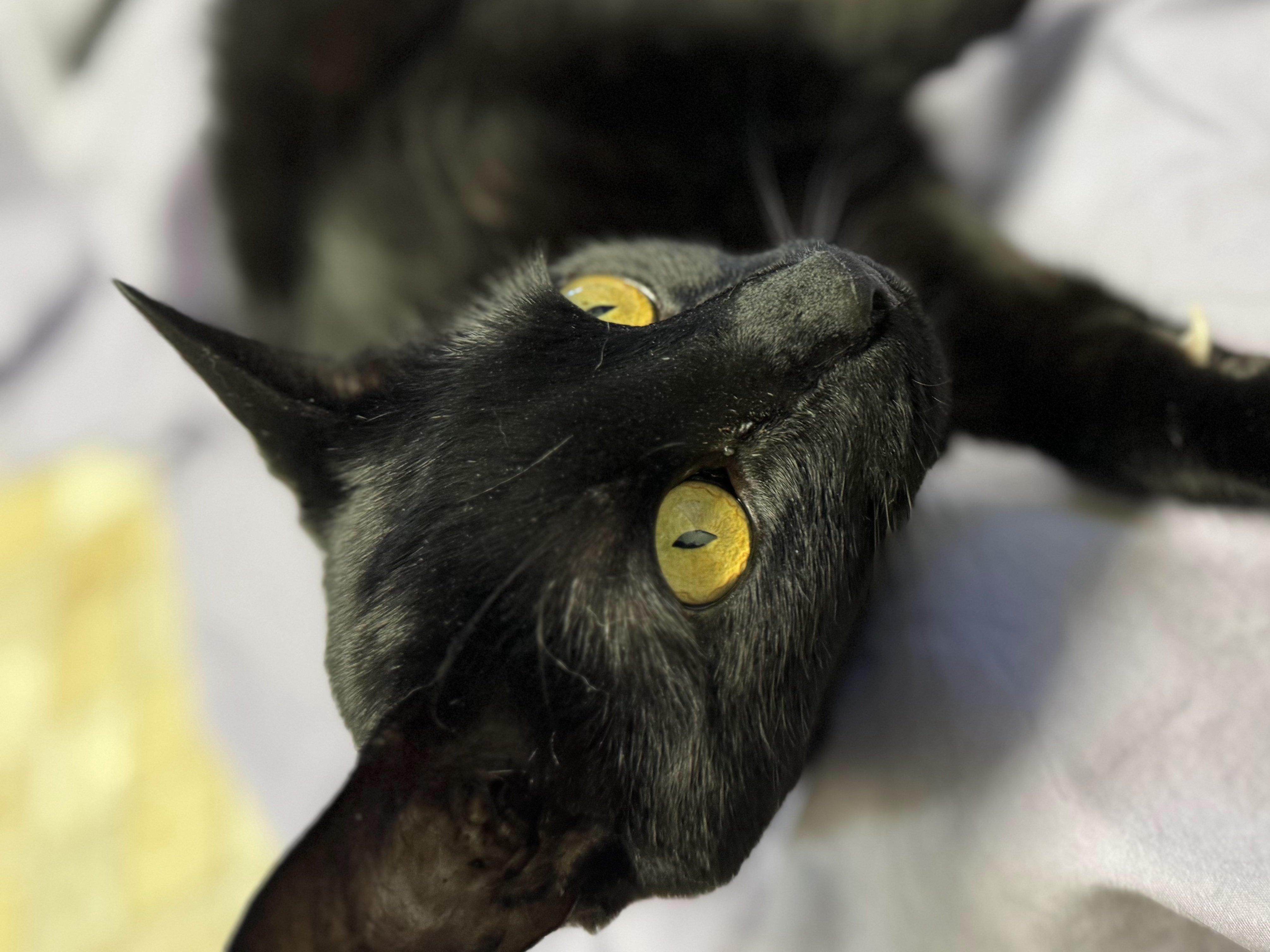 Hook, an adoptable Domestic Short Hair in Republic, WA, 99166 | Photo Image 1