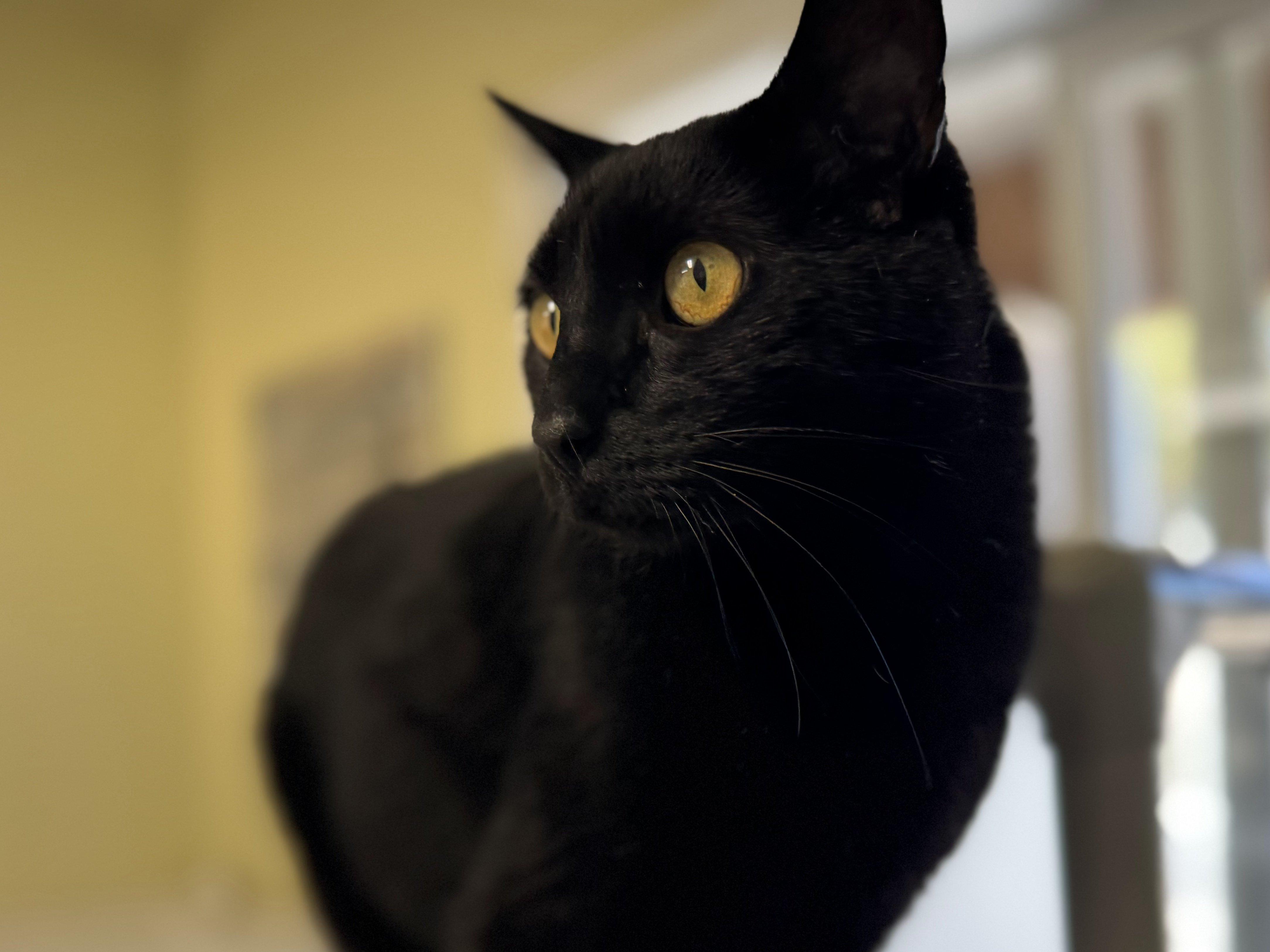 Hook, an adoptable Domestic Short Hair in Republic, WA, 99166 | Photo Image 5