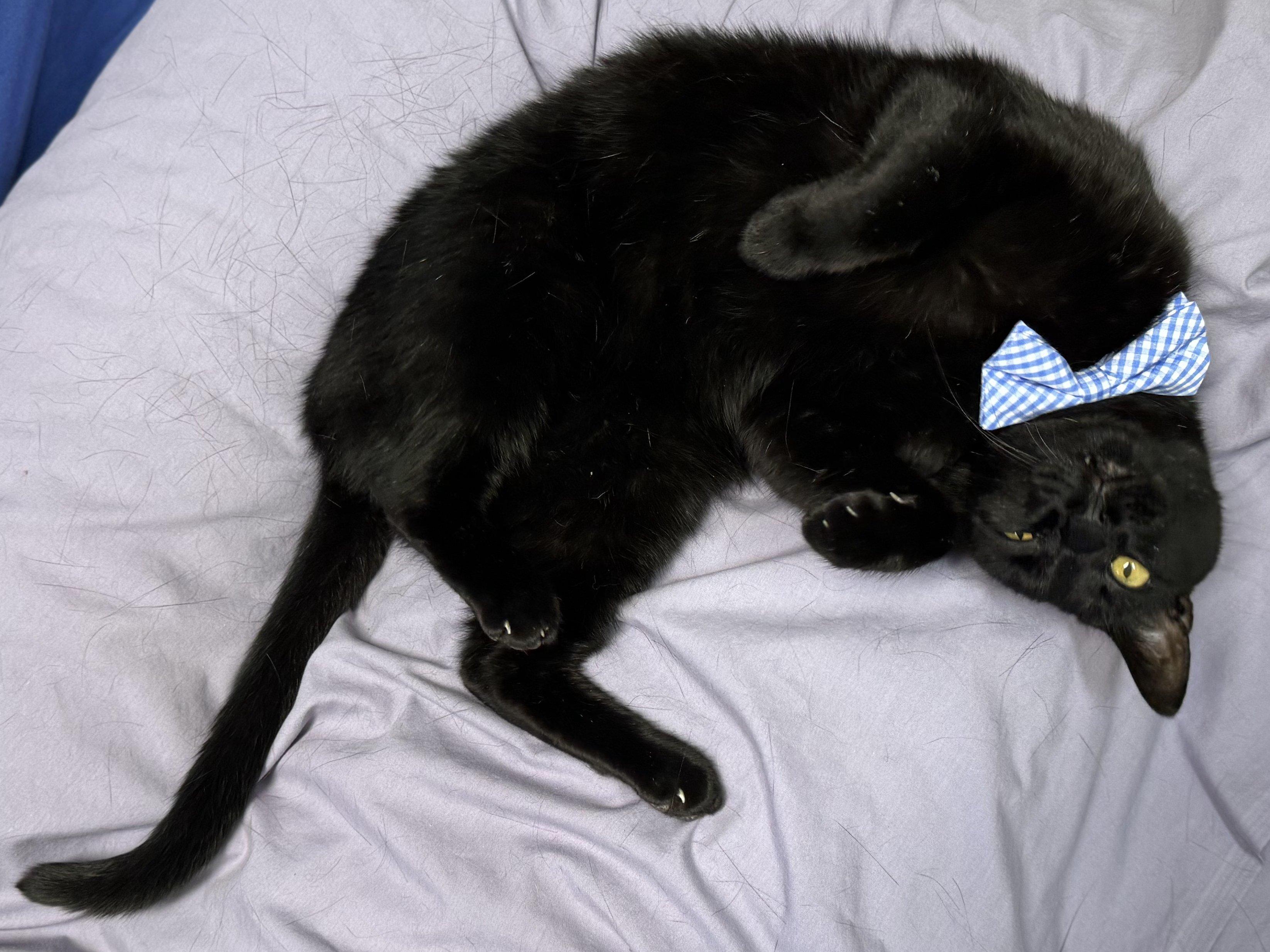 Hook, an adoptable Domestic Short Hair in Republic, WA, 99166 | Photo Image 2