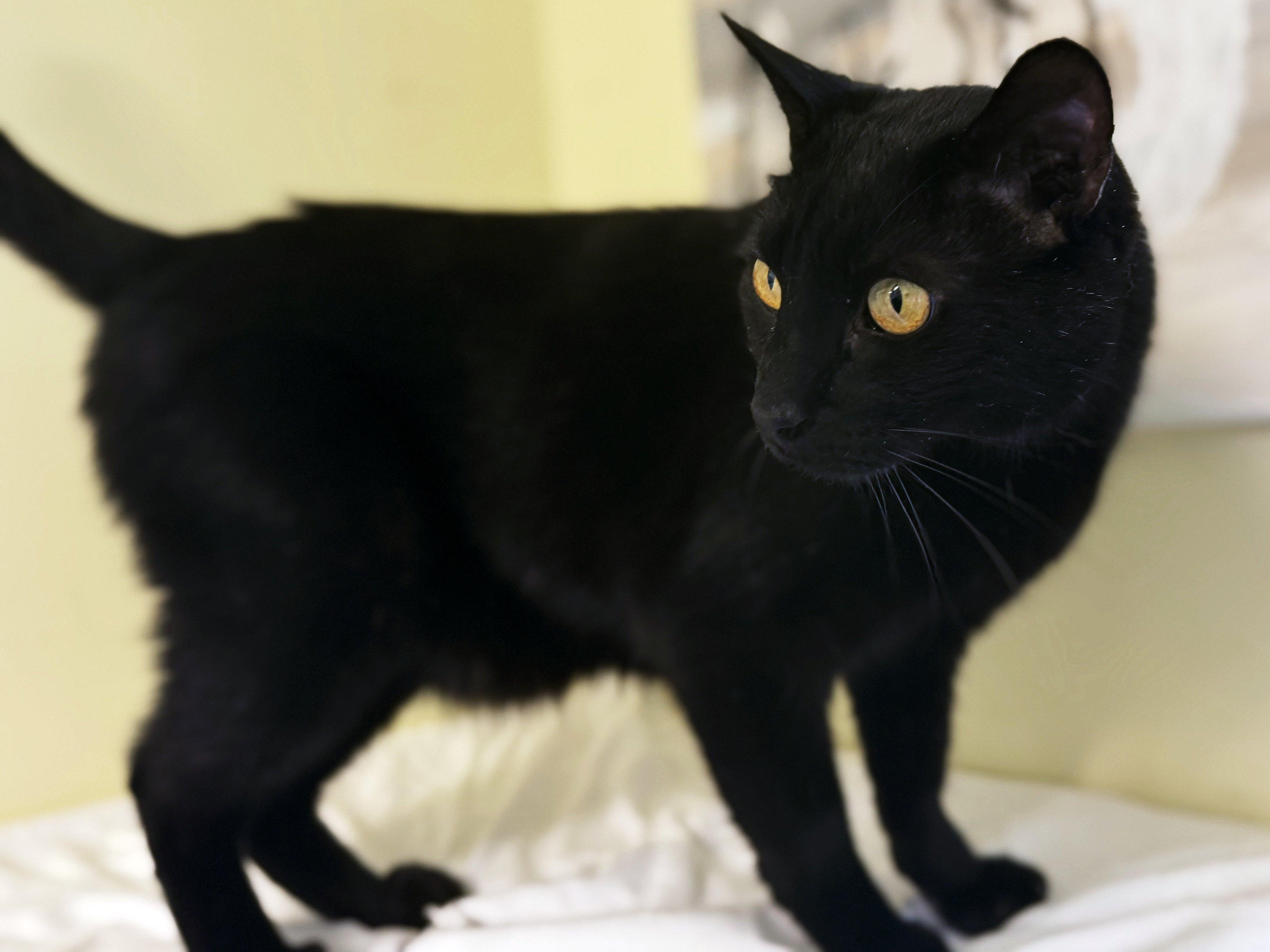 Hook, an adoptable Domestic Short Hair in Republic, WA, 99166 | Photo Image 3