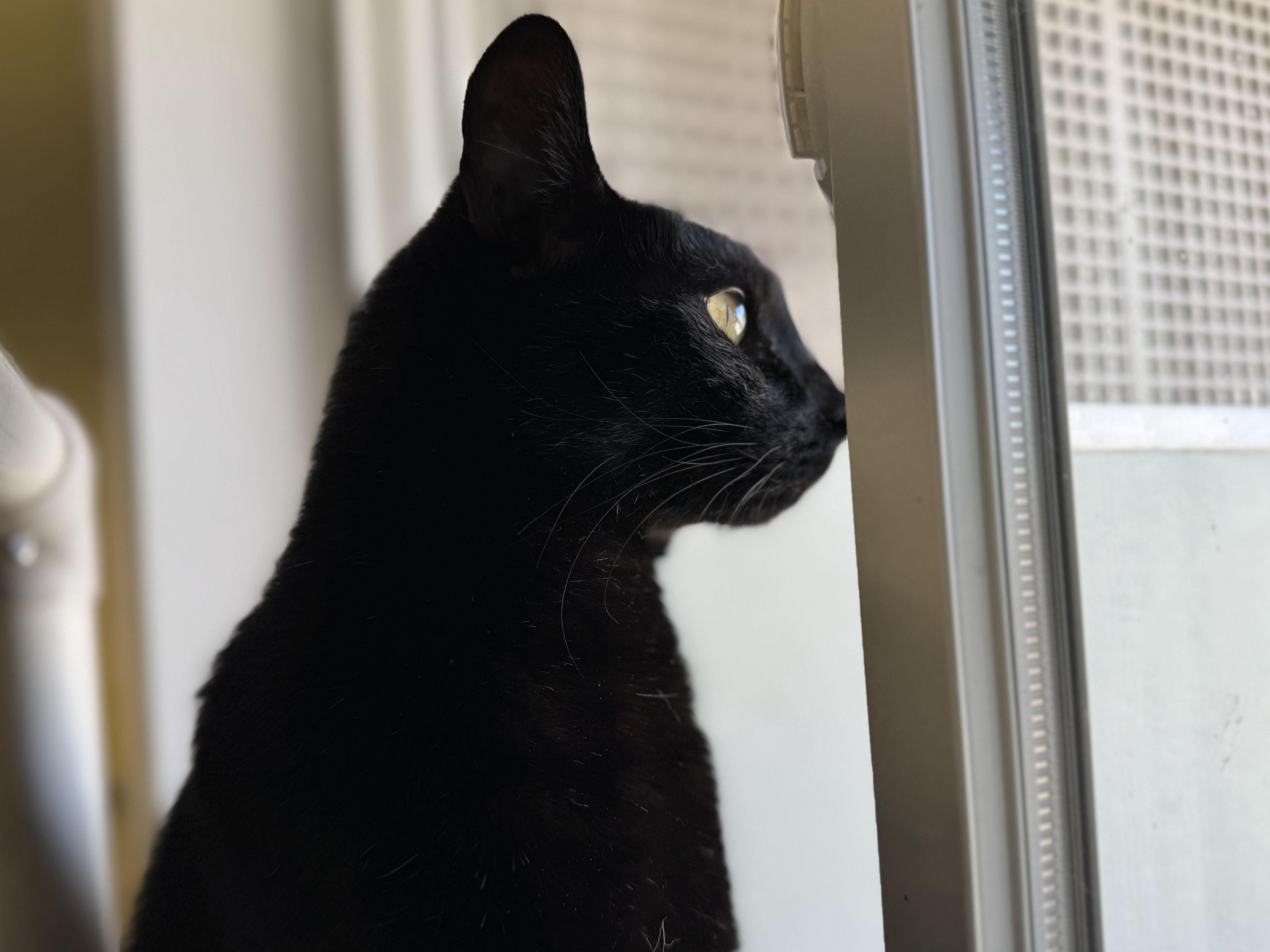 Hook, an adoptable Domestic Short Hair in Republic, WA, 99166 | Photo Image 4