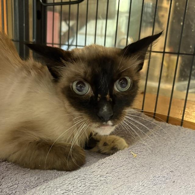 Texas Boots, adopted, Senior Male Snowshoe.