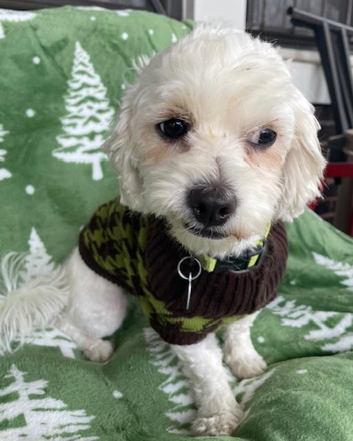 Snow, a ADOPTABLE Maltipoo in Memphis, TN image 2/5