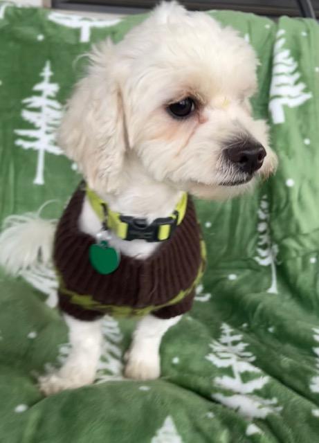 Snow, ADOPTABLE, Adult Female Maltipoo.