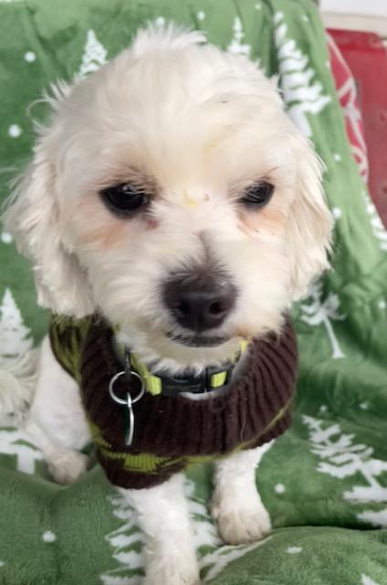 Snow, a ADOPTABLE Maltipoo in Memphis, TN image 5/5