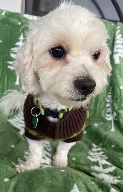 Snow, a ADOPTABLE Maltipoo in Memphis, TN image 4/5