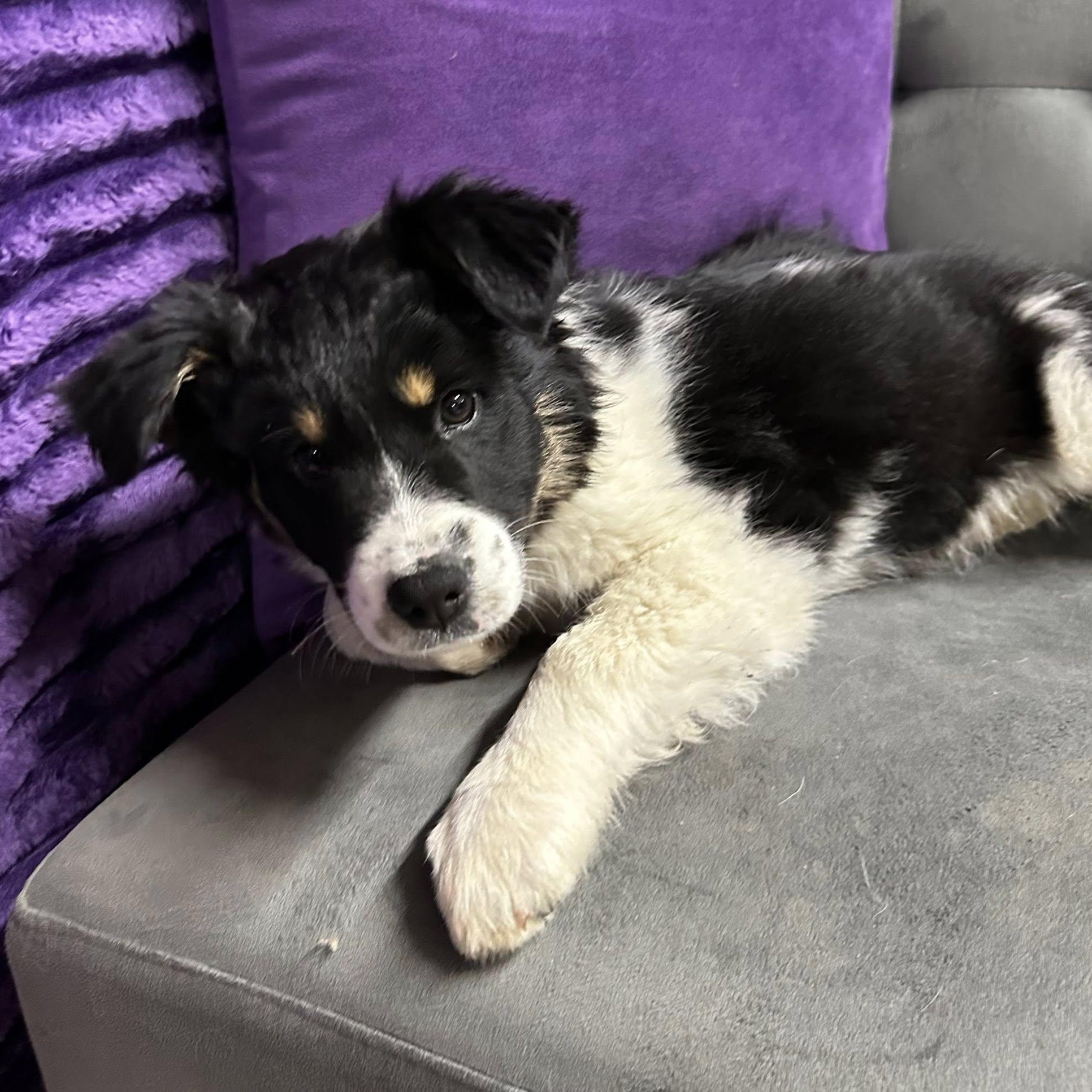 Miso-Foster Home Needed