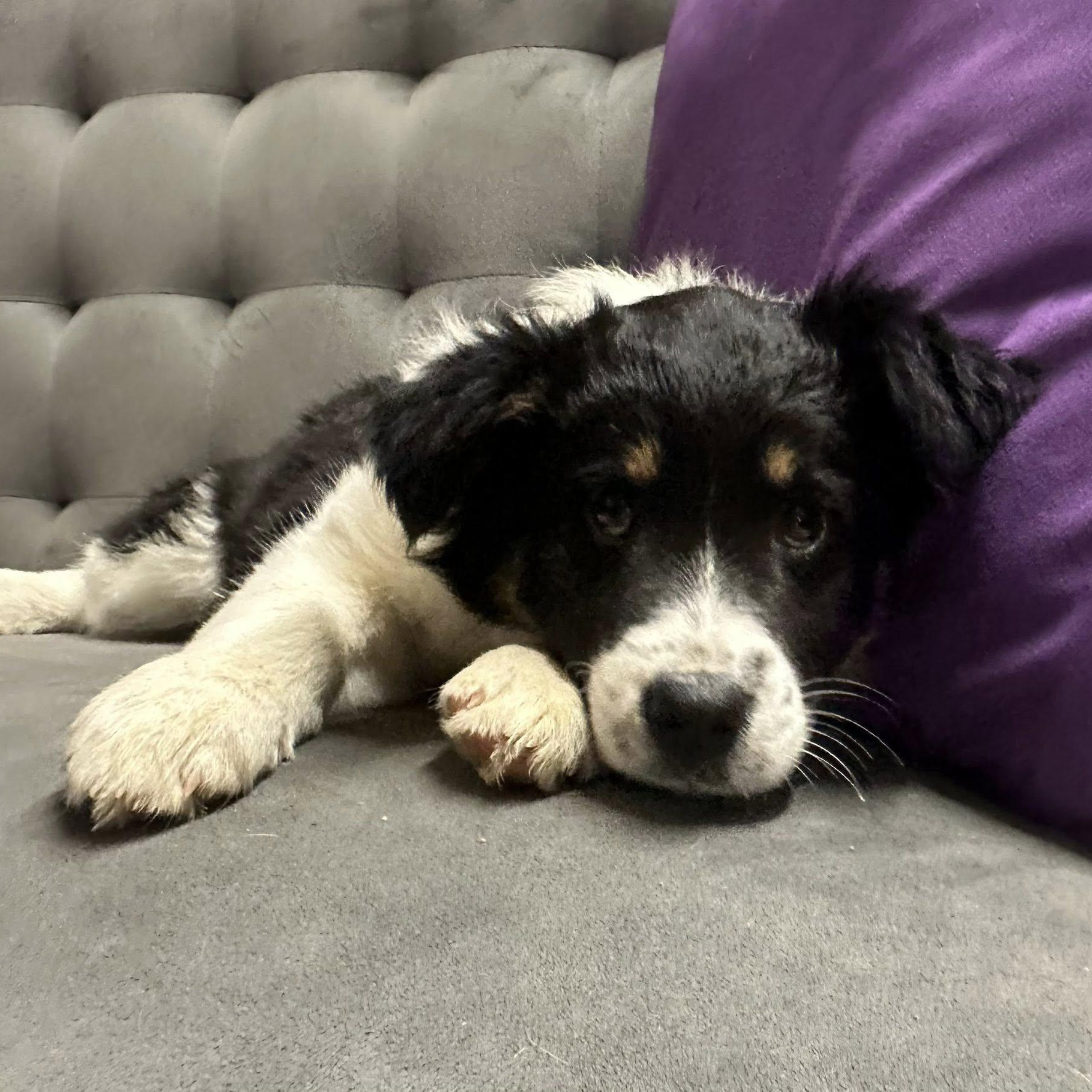 Miso-Foster Home Needed