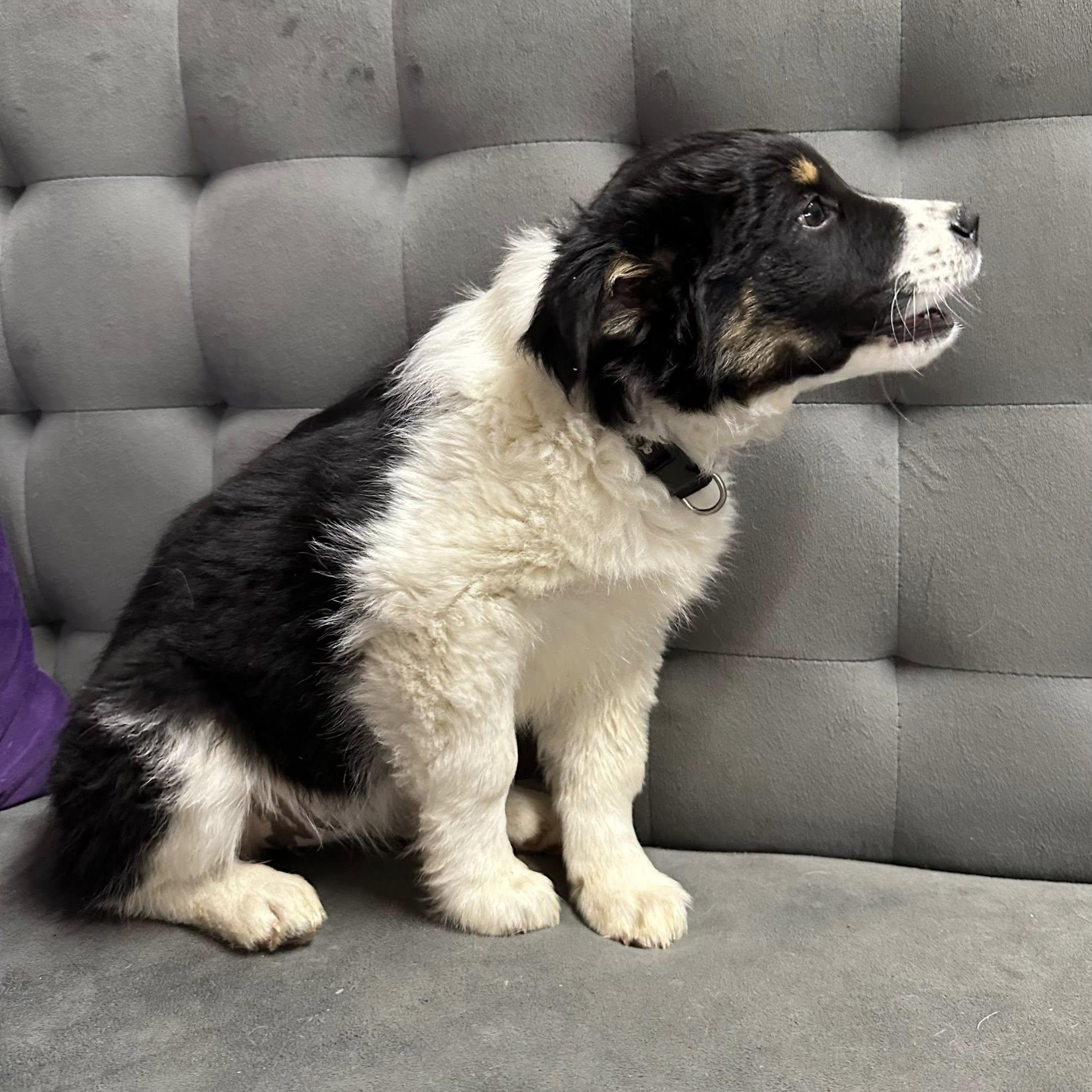 Miso-Foster Home Needed