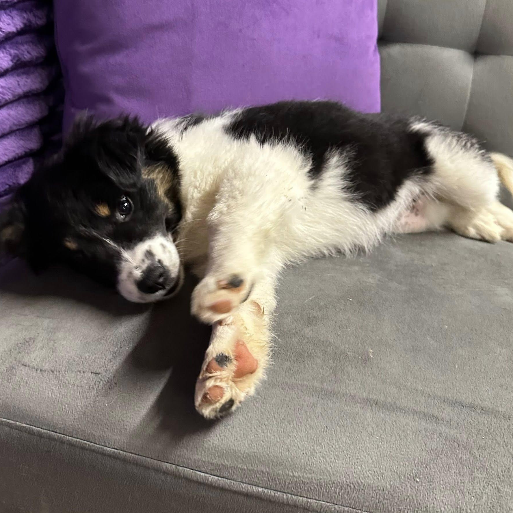 Miso-Foster Home Needed