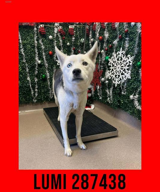 LUMI, Adoptable, Adult Female Siberian Husky & Mixed Breed.