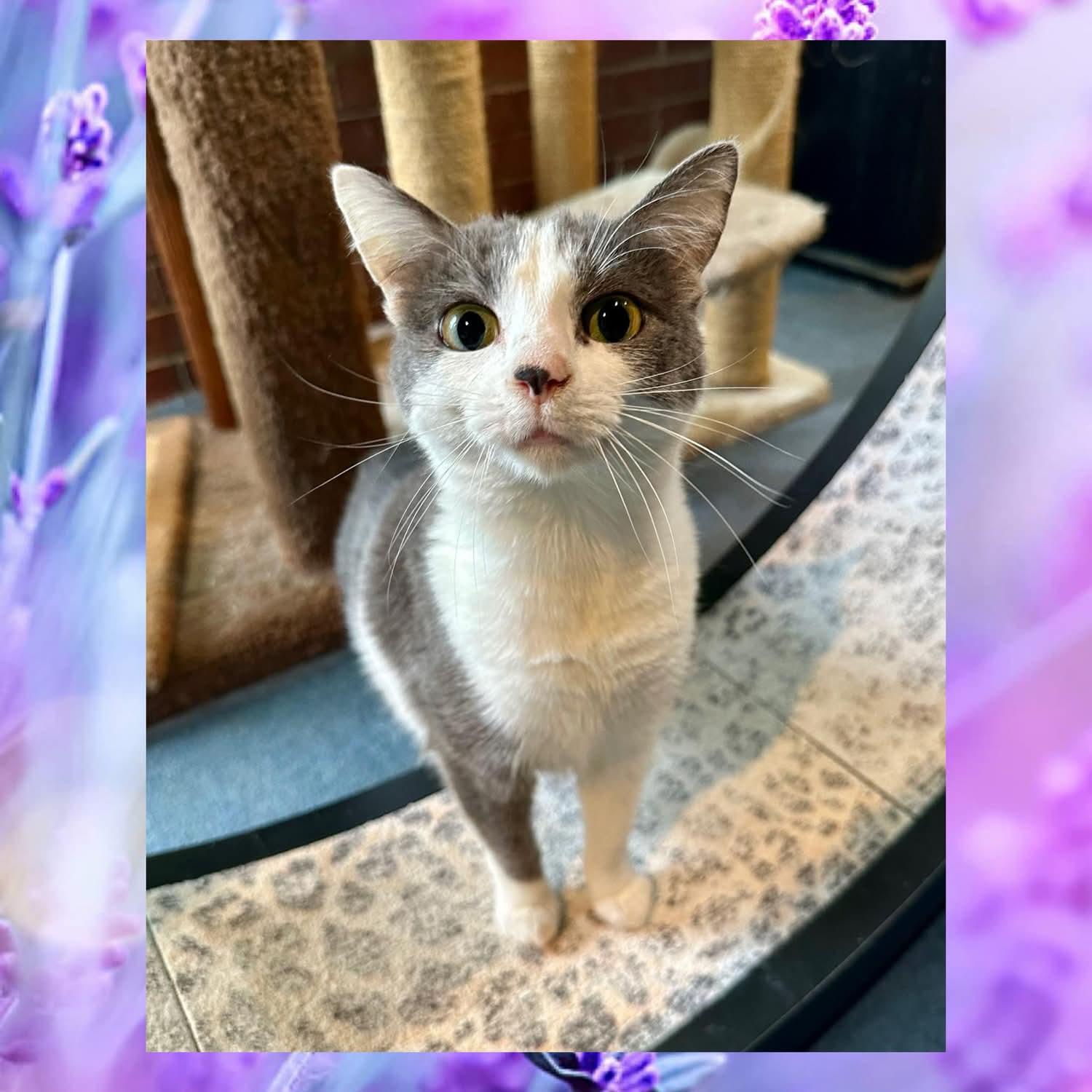 Enlarge Jill, a Adoptable Domestic Short Hair in Franklin, IN image 2/4