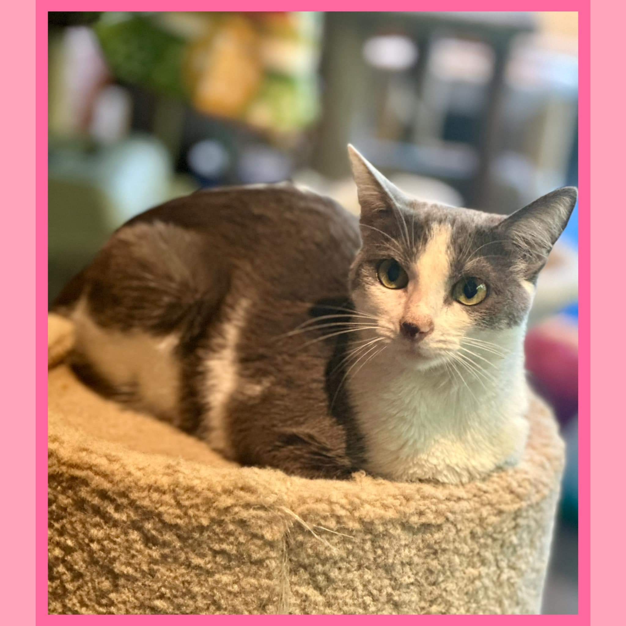 Enlarge Jill, a Adoptable Domestic Short Hair in Franklin, IN image 3/4