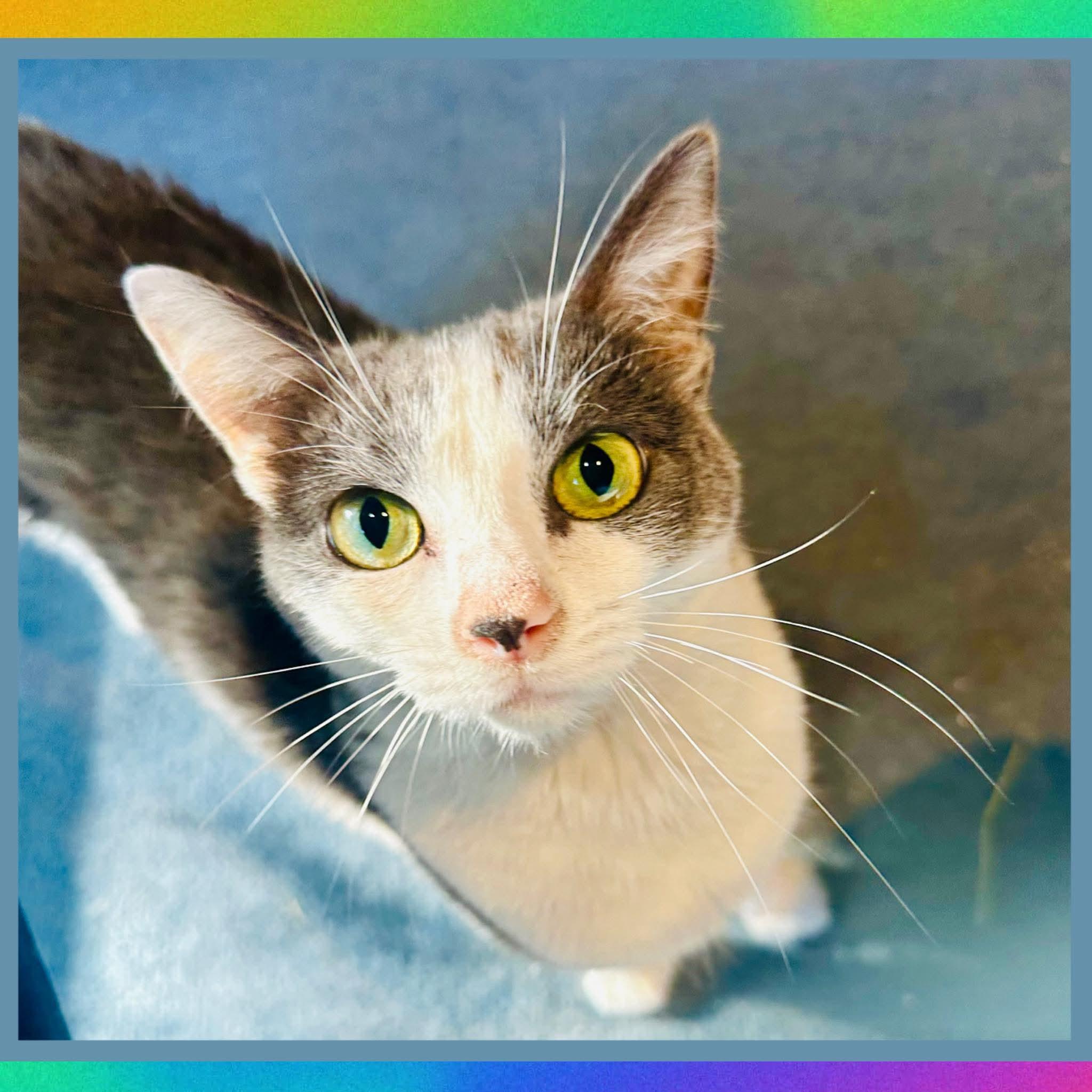 Jill, Adoptable, Adult Female Domestic Short Hair.