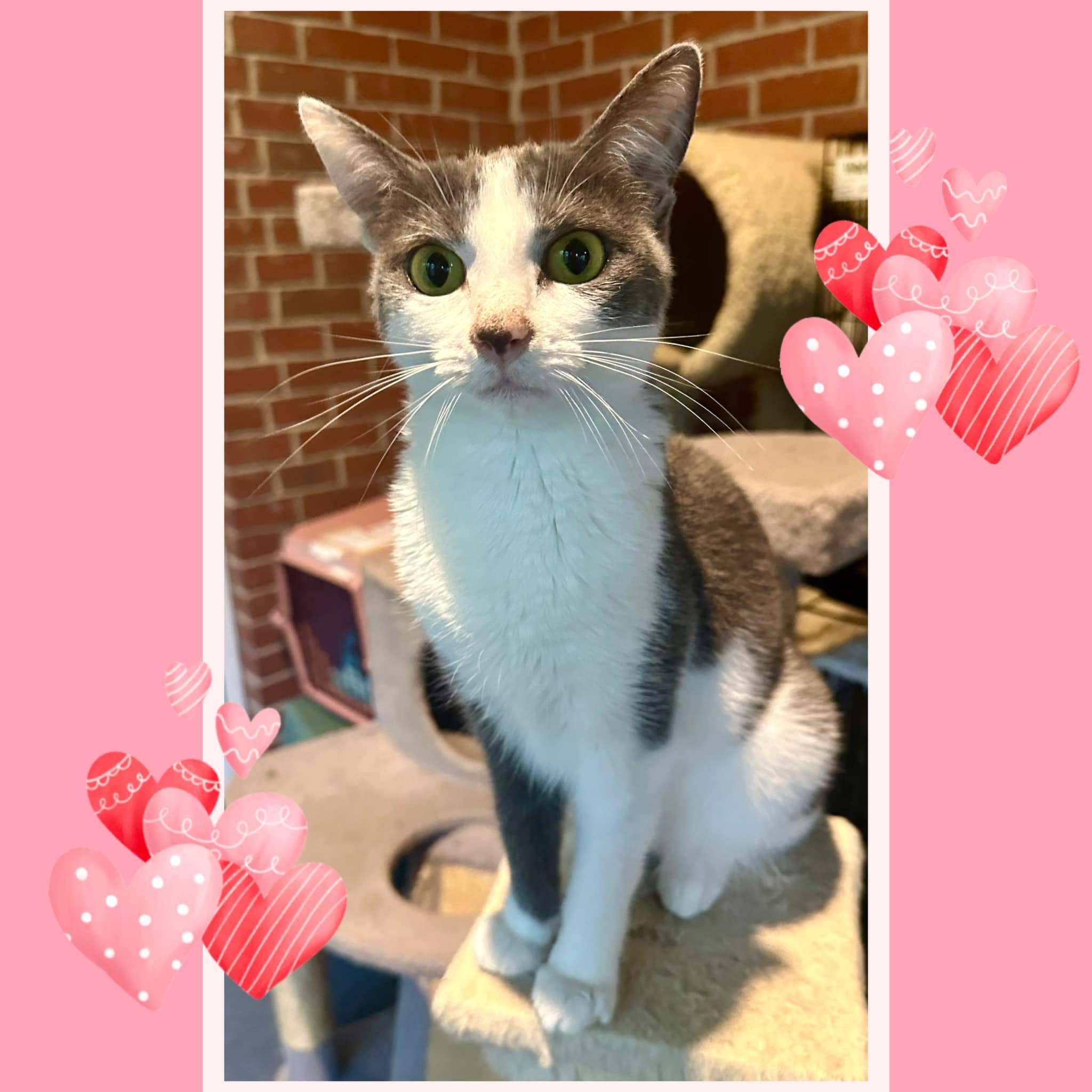 Enlarge Jill, a Adoptable Domestic Short Hair in Franklin, IN image 4/4