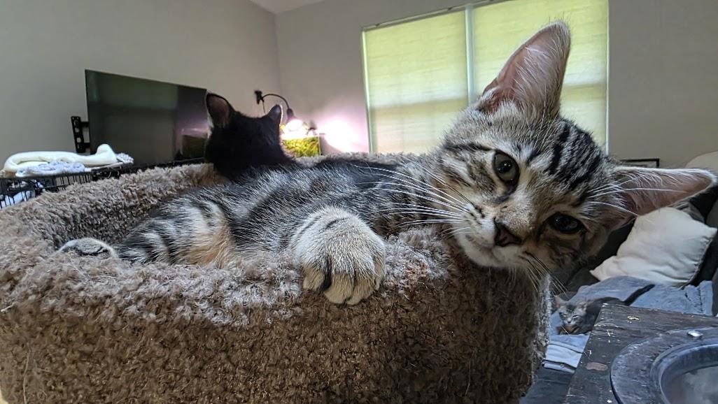 Toulouse, Adoptable, Young Male Domestic Short Hair.