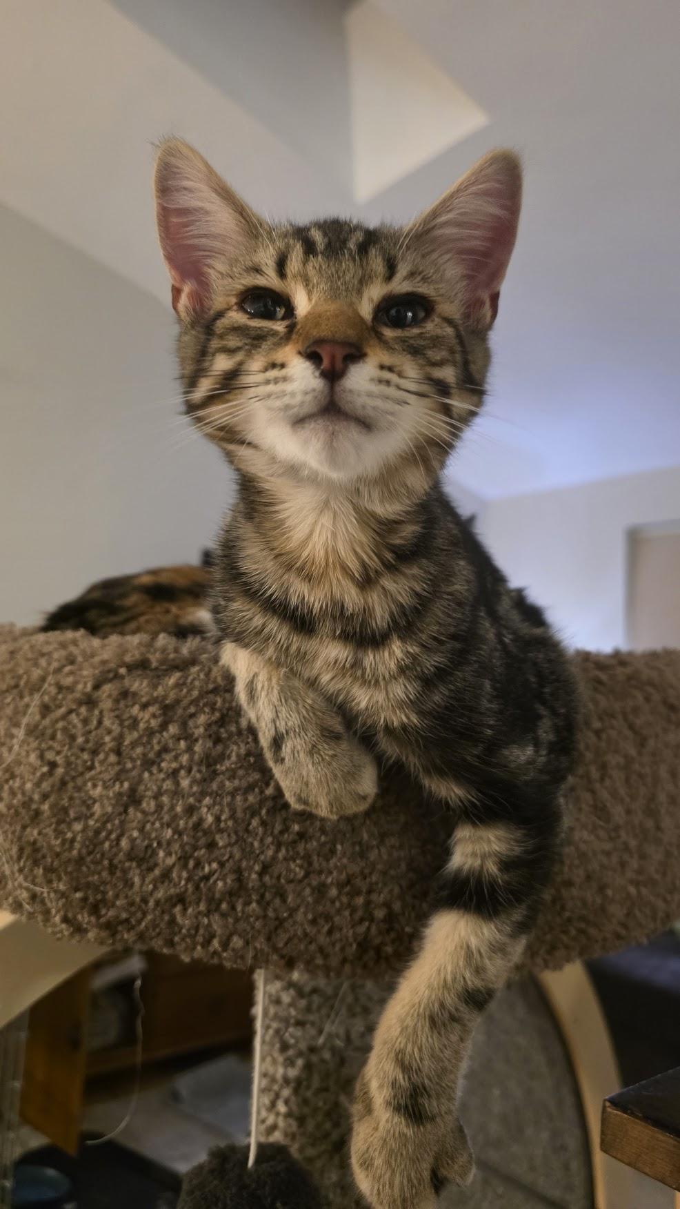 Enlarge Toulouse, a Adoptable Domestic Short Hair in Rockville, MD image 3/3