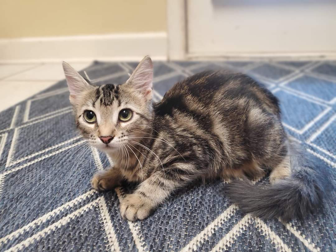 Leighton, an adopted Domestic Short Hair in Jxn, MS_image-1