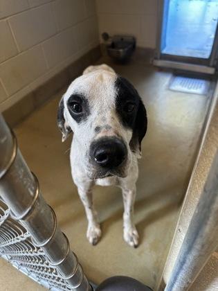 Crush, Adoptable, Adult Male Hound & Mixed Breed.