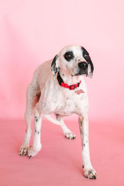 Enlarge Crush, a Adoptable mixed breed in King William, VA image 1/3