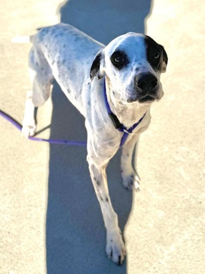 Enlarge Crush, a Adoptable mixed breed in King William, VA image 2/3