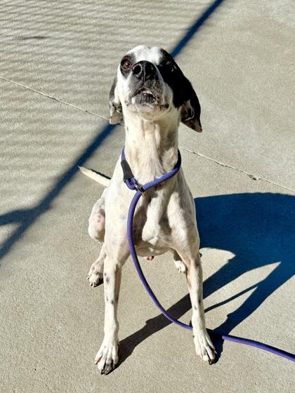 Enlarge Crush, a Adoptable mixed breed in King William, VA image 3/3