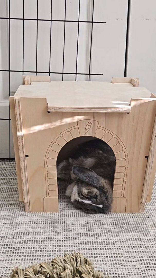 Enlarge Rudy, a Adopted Holland Lop in Gig Harbor, WA image 1/3