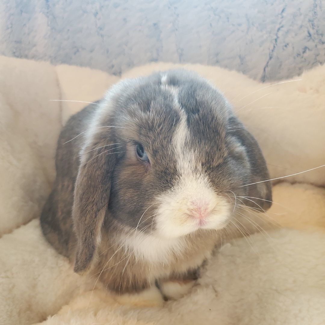 Enlarge Rudy, a Adopted Holland Lop in Gig Harbor, WA image 2/3