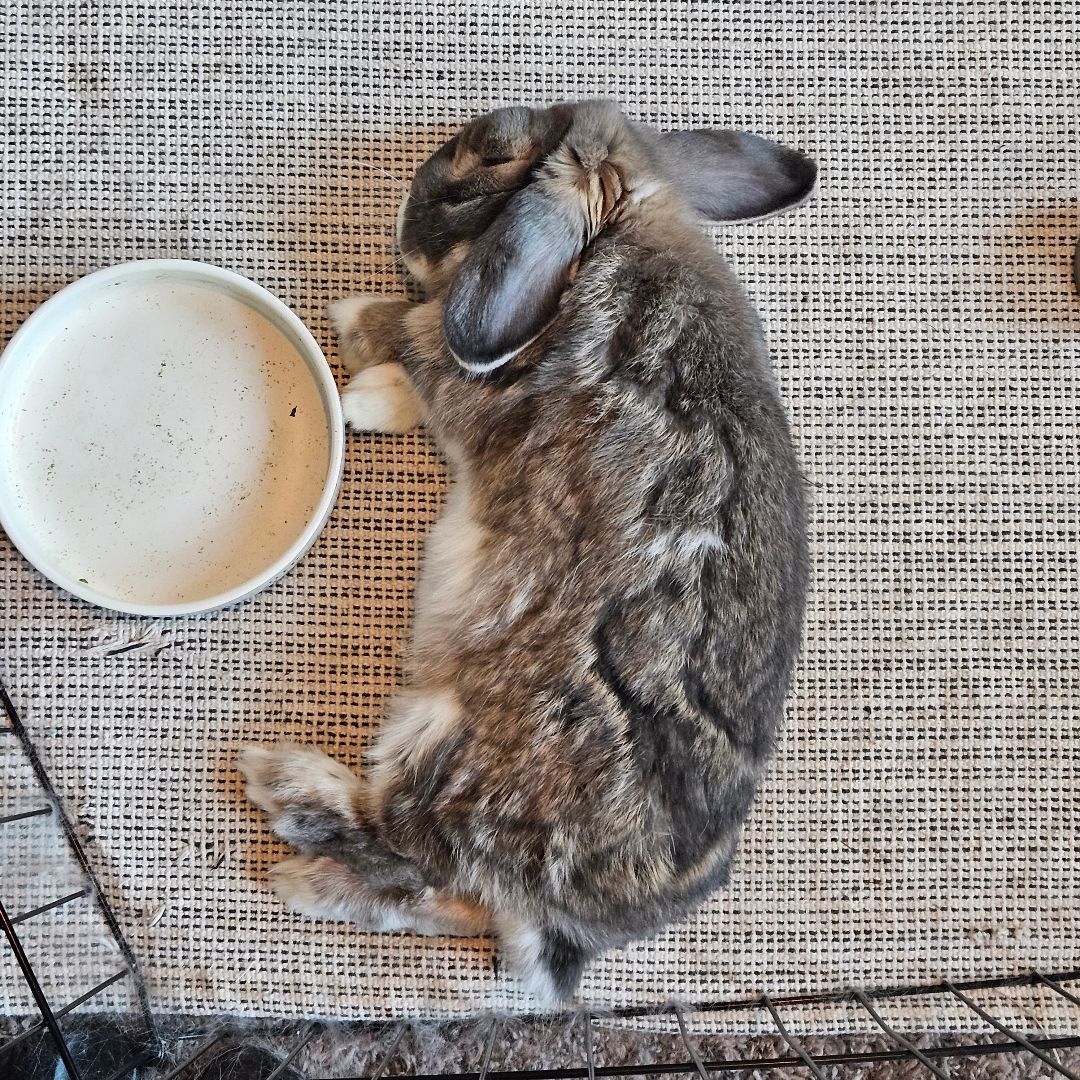 Enlarge Rudy, a Adopted Holland Lop in Gig Harbor, WA image 3/3