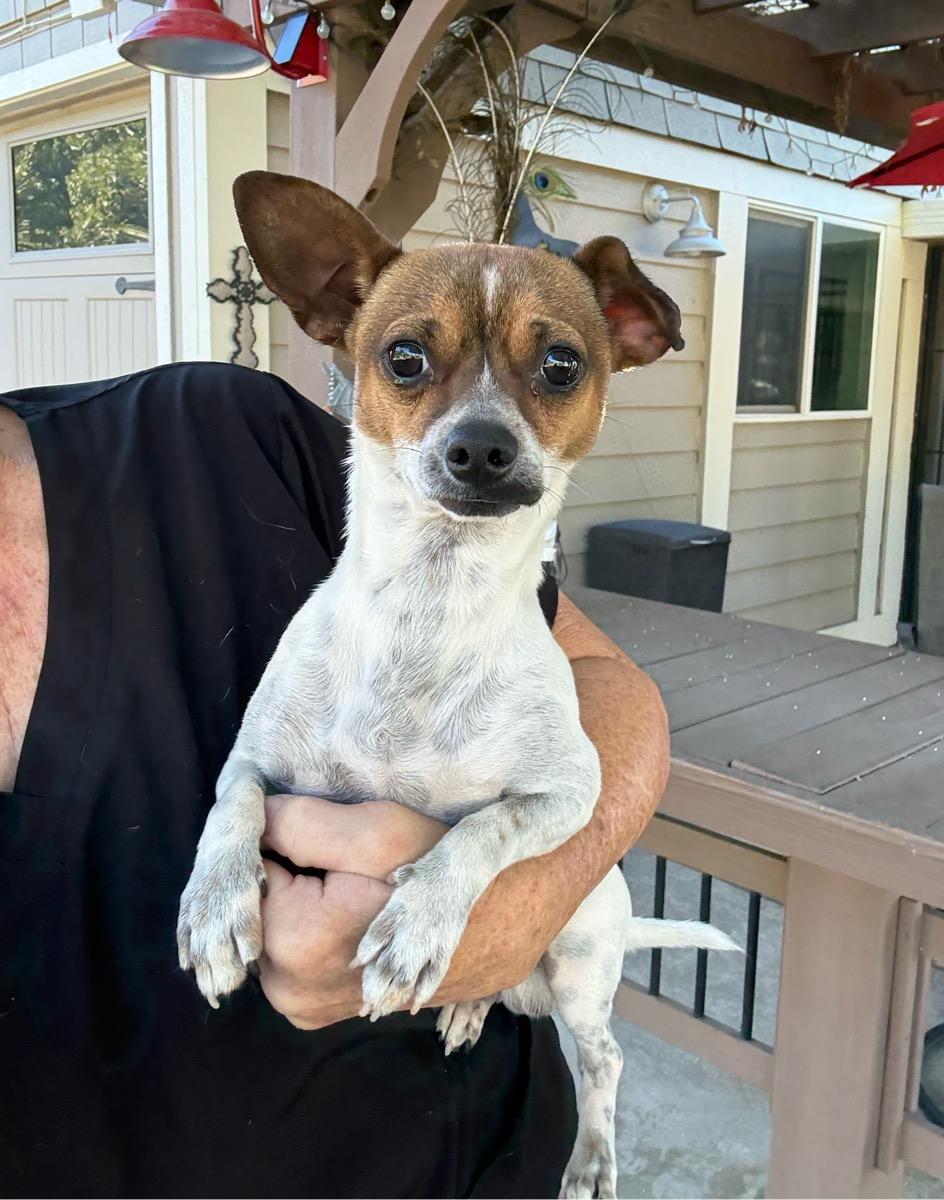 Nugget, Adoptable, Young Male Rat Terrier.