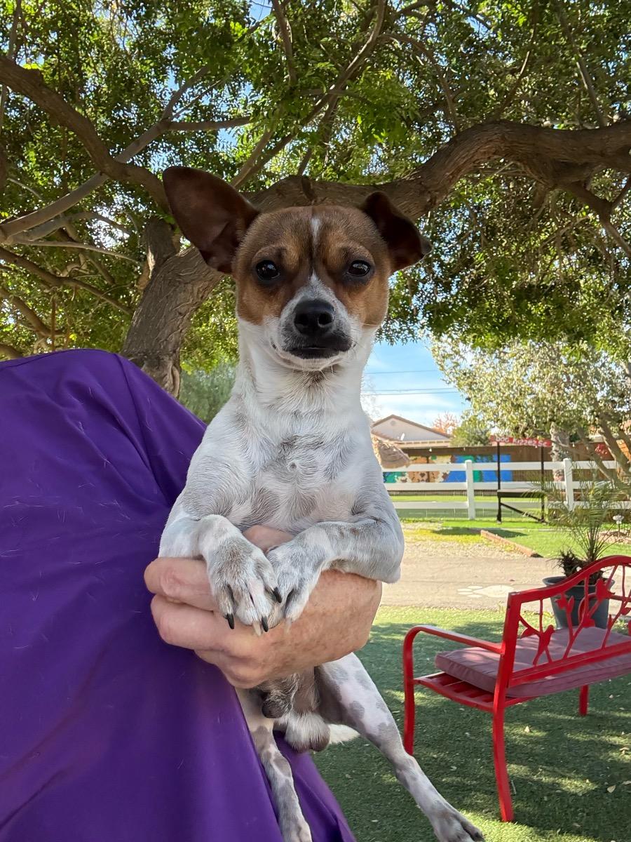 Enlarge Nugget, a Adoptable Rat Terrier in Temecula, CA image 1/2
