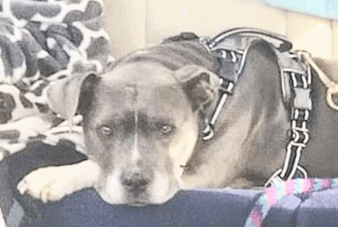 Tila, a Adoptable American Staffordshire Terrier in Hampton, VA image 1/8