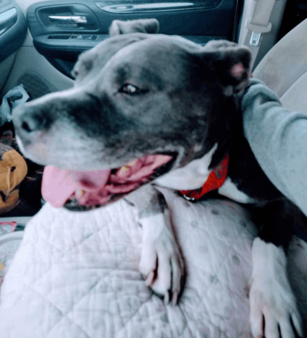 Tila, an adoptable American Staffordshire Terrier in Hampton, VA, 23663 | Photo Image 3