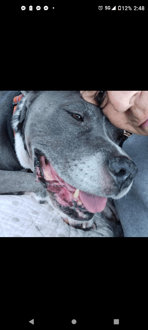 Tila, a Adoptable American Staffordshire Terrier in Hampton, VA image 3/8