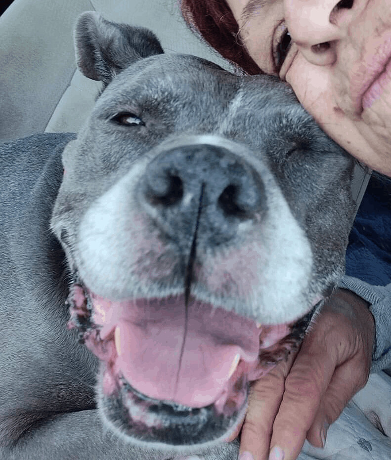 Tila, a Adoptable American Staffordshire Terrier in Hampton, VA image 4/8