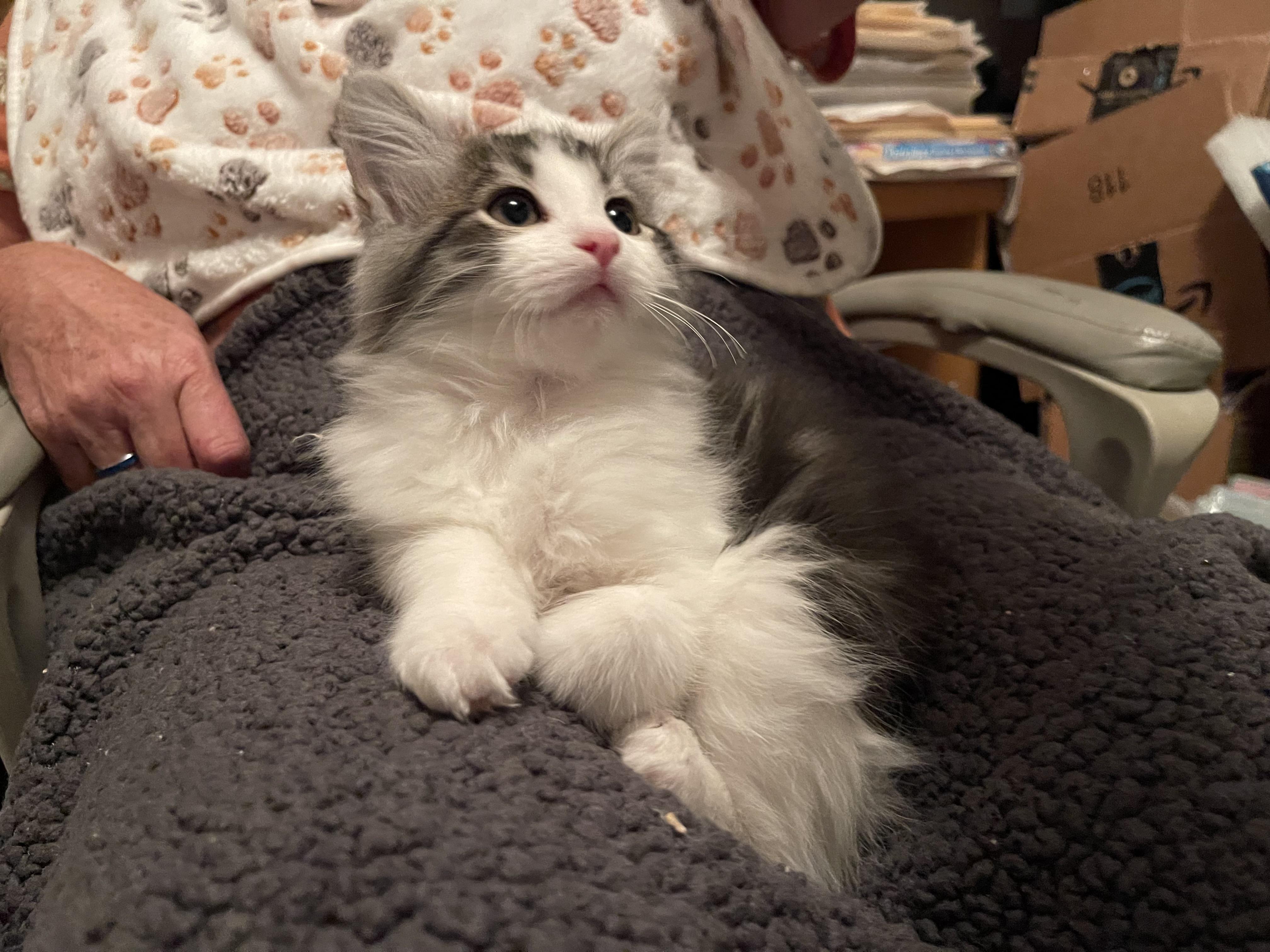 Enlarge Splinter, a Adopted Domestic Long Hair in Torrance, CA image 3/3