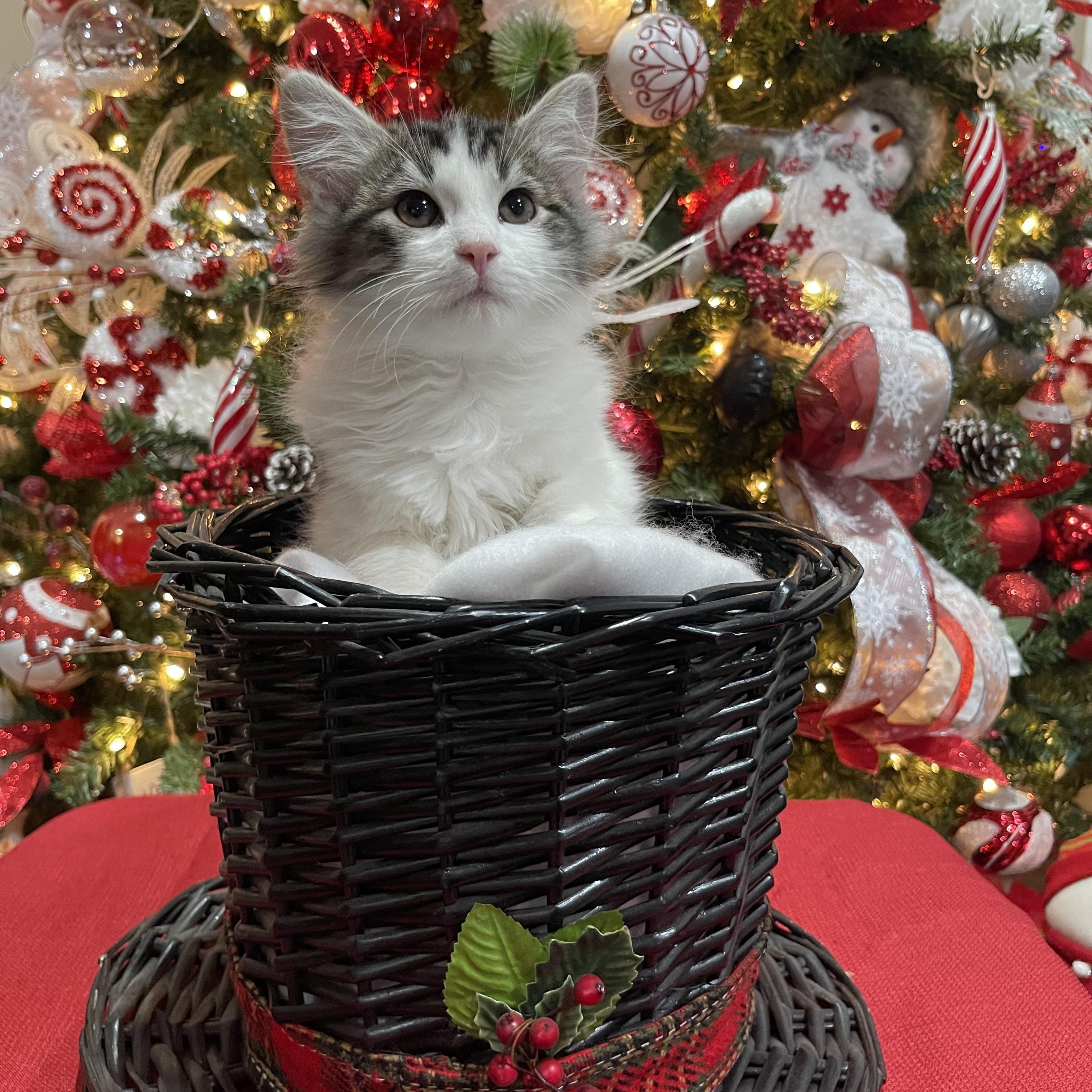 Splinter, Adopted, Kitten Male Domestic Long Hair.